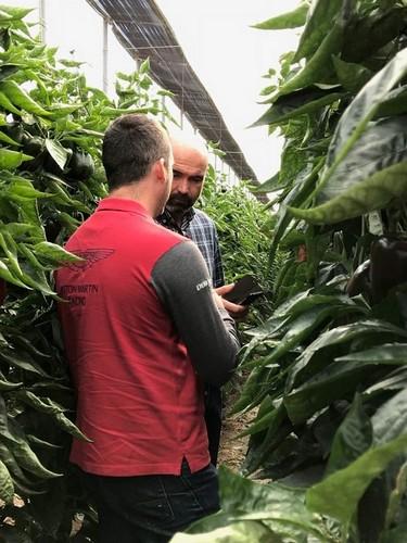 Técnico de COPISI junto con un agricultor opinando sobre las variedades RZ