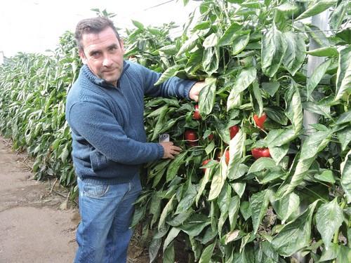 Serafín Viñolo ha asistido para conocer los pimientos de Rijk Zwaan y se ha llevado una gran impresión de Claque RZ.