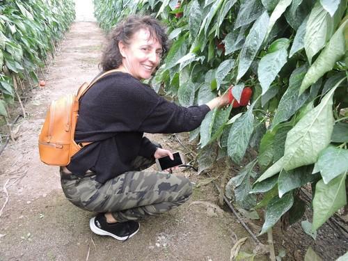 Rosa Nache es agricultora y se ha fijado en la variedad de California rojo Sibelius RZ por su buen calibre y terminación arriba