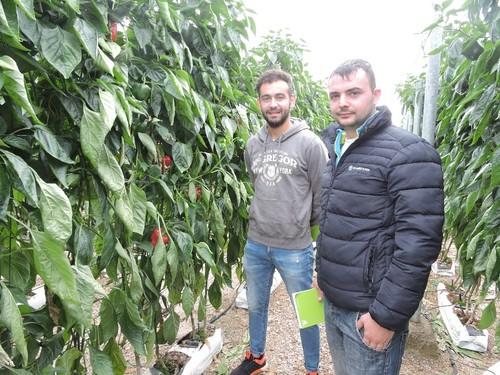 Jairo Cerrillo y Juanjo Pérez cultivan Acorde RZ, un pimiento más que consolidado en el mercado