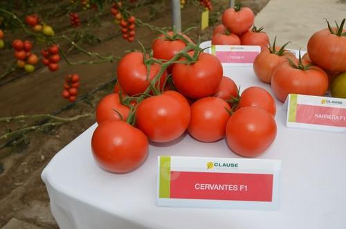 Cervantes es uno de los tomates estrella de la casa.