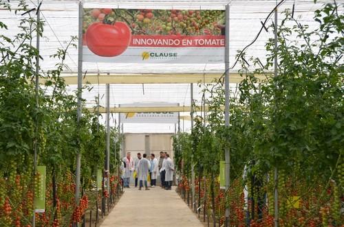 La nueva finca vitrina de HM Clause para tomate está en El Alquíán (Almería).
