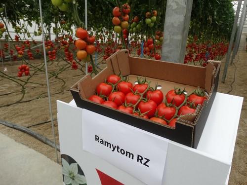 Ramytom RZ destaca por su buen cuaje con altas temperaturas y frutos de buen calibre