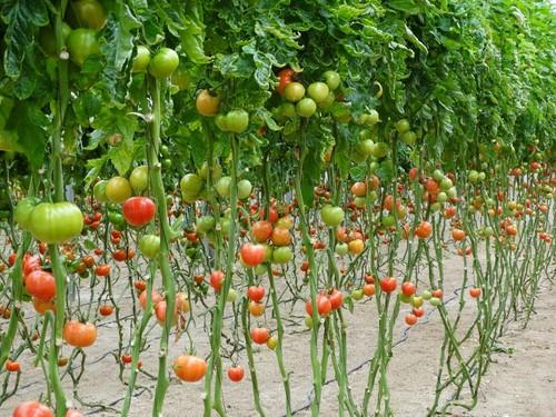 Excelente cultivo de tomate ramo