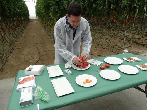 Manuel Hernández, responsable de cultivo de tomate de Rijk Zwaan, comparando los grados brix de diferentes variedades