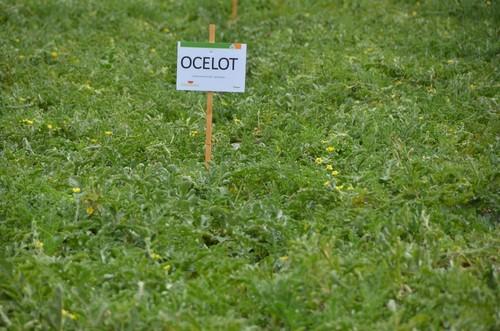 Ocelot, una de las variedades de sandía de Hazera.
