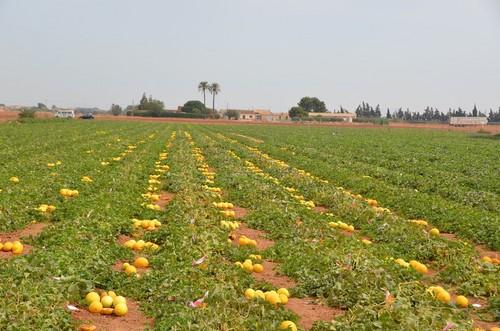Campo de experimentación de melones de la casa de semillas en La Aparecida.
