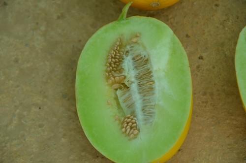 Los melones de Ramiro Arnedo tienen una cavidad seminal pequeña.