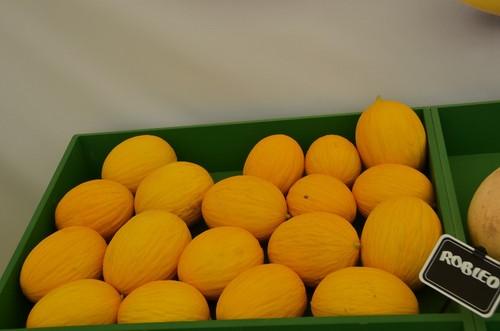 Robleo, excelente variedad de melón amarillo de Fitó.