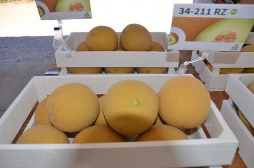 Variedades de melón de Rijk Zwaan.