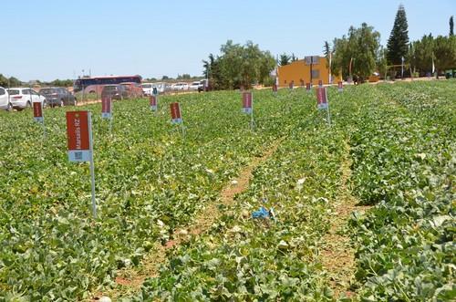 Cultivos de melón en la finca de ensayos de melón y sandía de Rijk Zwaan, en La Aljorra, en Murcia.
