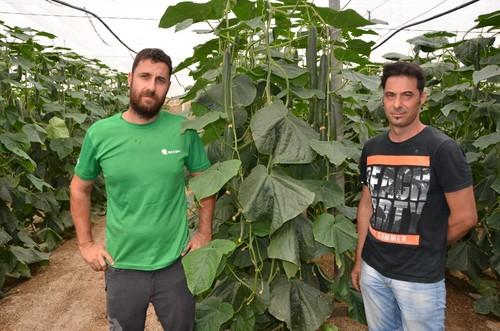 Miguel y Antonio Romera, estos hermanos son los propietarios de dos de las fincas de pepino Invictus visitadas.
