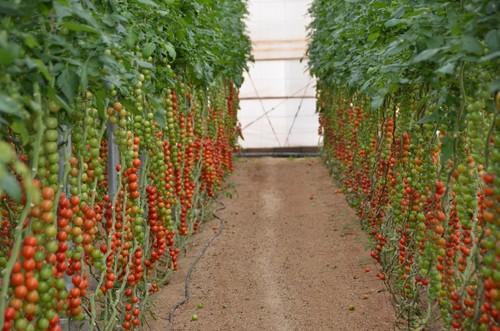 Espectacular producción de tomate cherry