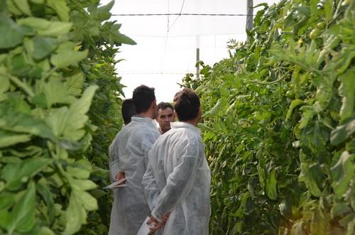 Esto agricultores de Cádiz se han interesado mucho por las variedades de tomate y sus diferentes caraterísticas