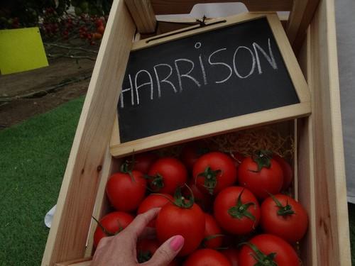Harrison es el primer tomate pera oval de HM.CLAUSE.