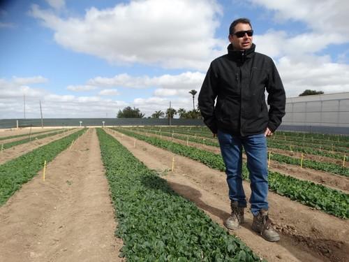 Del Espino destaco que el cultivo de espinaca es cada vez más especializado.