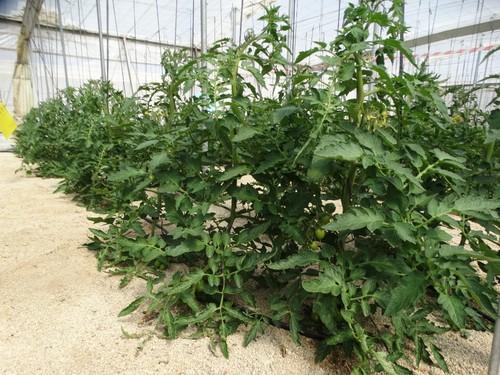 Actualmente, el invernadero tiene un cultivo de tomate con fecha de trasplante del 7 de enero