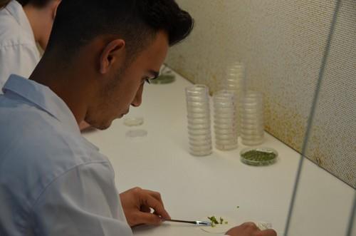Trabajo en laboratorio con material vegetal de pimiento.