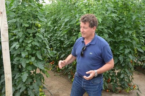 José Luis Ruipérez, de Rijk Zwaan, explicando algunas de las bondades de este nueva tomate pera