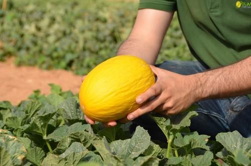 Jandaia es la principal novedad en melón amarillo.