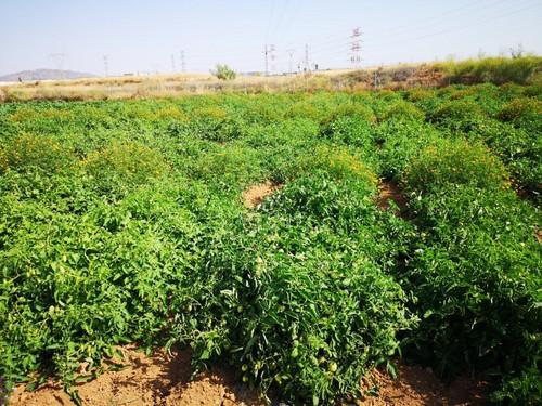 Ensayos de cultivo de tomate para industria