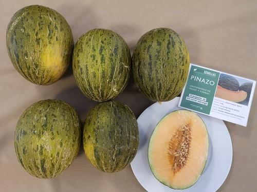 Sorolla y Pinazo son variedades de melón de piel de sapo de carne naranja
