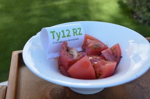 Ty12 RZ, un tomate de calidad y excelente sabor