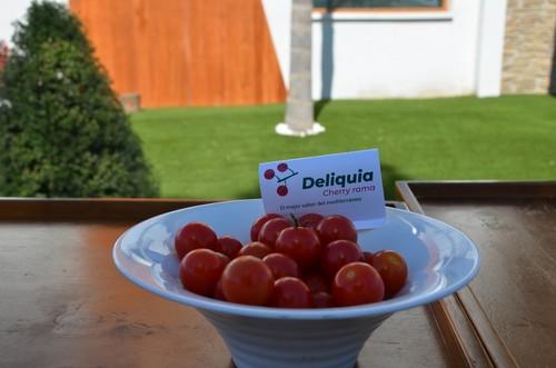 Deliquia RZ, el nuevo tomate cherry que sirve tanto para snack como para venta en rama en mercados premium