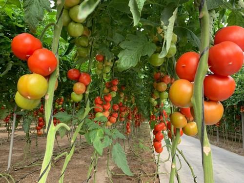Primer plano de la variedad de tomate en rama Sotomayor.