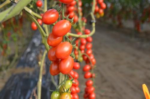 Se mostraron también algunas novedades en tomate cherry.
