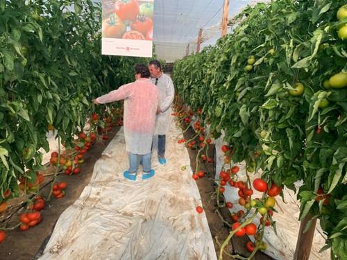 Agricultores viendo la variedad de tomate Trabuco F1.