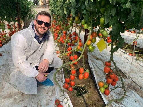 Francisco Javier Salvador, productor hortofrutícola, con la variedad de tomate pera Macizo F1.