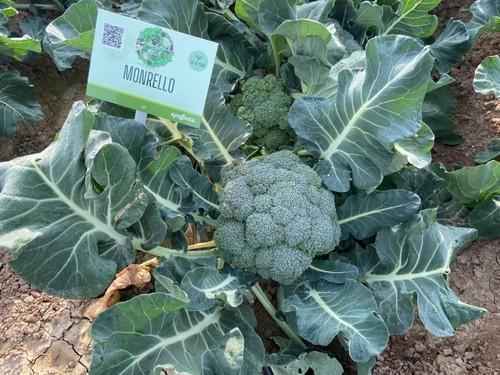 Syngenta cuenta también con un amplio catálogo de brócoli.