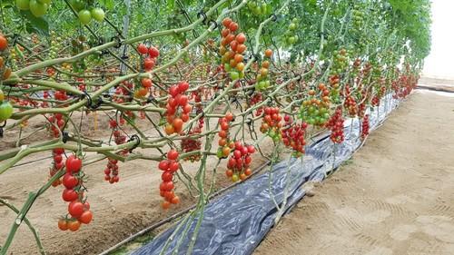 Dolcetini es el cherry pera de HM.CLAUSE que ha conseguido extender este tipo de tomate a toda Almería.