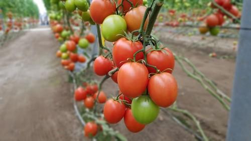 Sargento es una novedad de tomate tipo pera que se ha presentado en estas jornadas.