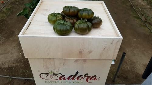 Adora es uno de los grandes éxitos de CLAUSE en tomate marmande.