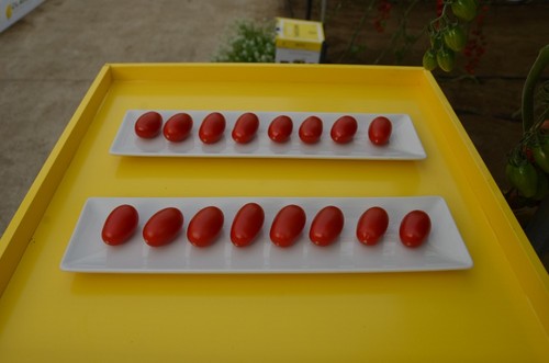 HMC 44300 es un cherry pera que se caracteriza por su sabor dulce.