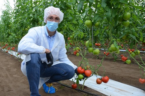 Manuel Porras, técnico de desarrollo de tomate, con un ramo de HMC 37961.