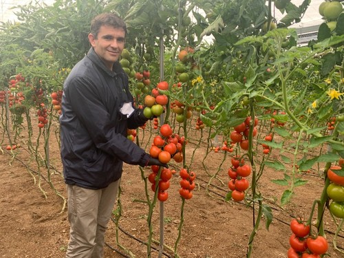 José Luis Márquez Palomo, técnico de desarrollo de tomate de Ramiro Arnedo.