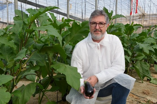 Alberto Domingo, especialista de cultivo de berenjena de Rijk Zwaan