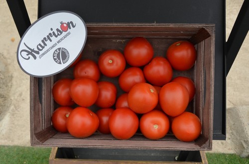 Harrison es un tomate pera para exportación que está teniendo una excelente acogida.