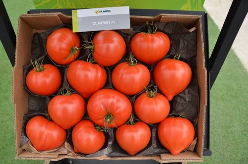 Innovación de HM.CLAUSE en el segmento conocido como tomate valenciano.