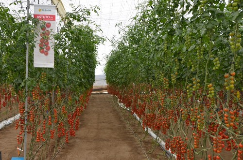 La casa de semillas es un referente en tomate cherry.