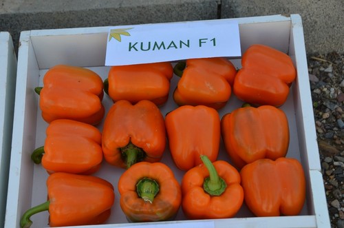 El pimiento California Kuman F1 destaca por su tamaño, muy comercial, y extraordinario color.