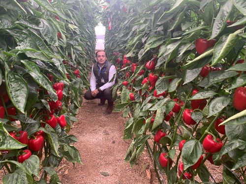 Jesús Capel, gerente de Argenta Seeds en España, con el cultivo de Torrente F1.