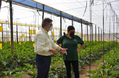 Alberto Domingo junto a Noelia, experta agricultora que se interesó por esta novedad de calabacín