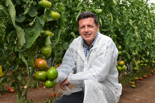 Manuel Hernández junto a una planta de tomate