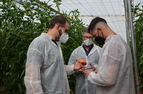 Alberto Domingo mostrando el interior del tomate a un par de agricultores