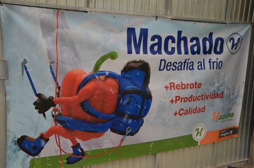 La calidad del fruto está asegurada con Machado.