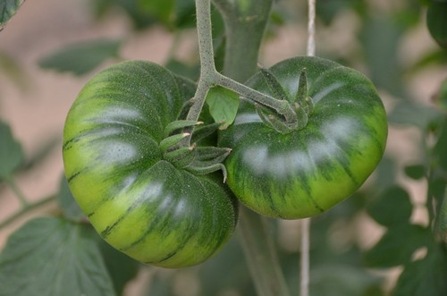 Ambrosía tiene frutos acostillados con excelente color y cuello verde.